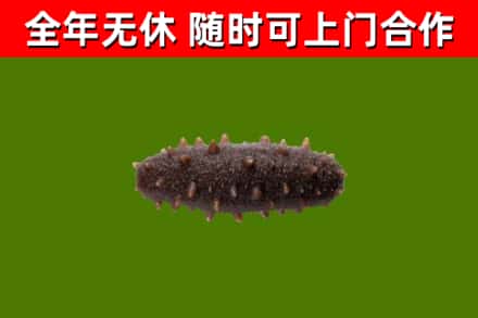 袁州回收海参干